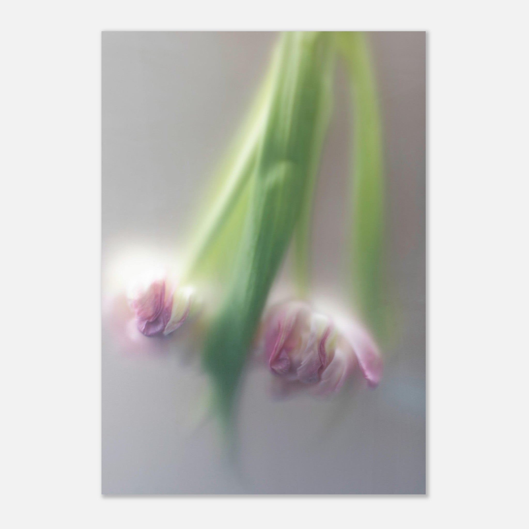 Photography print of two tulips