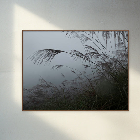 Photography Print 'China reed black and white'