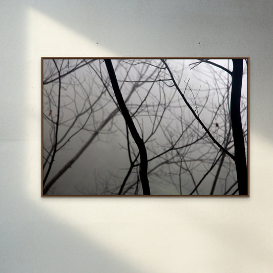 Photography Print 'China forest lines'
