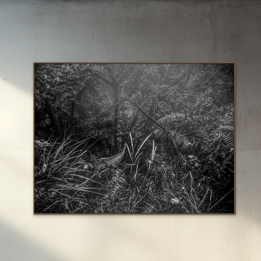 Photography print 'China forest black and white'